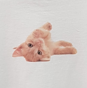 Ginger kitten